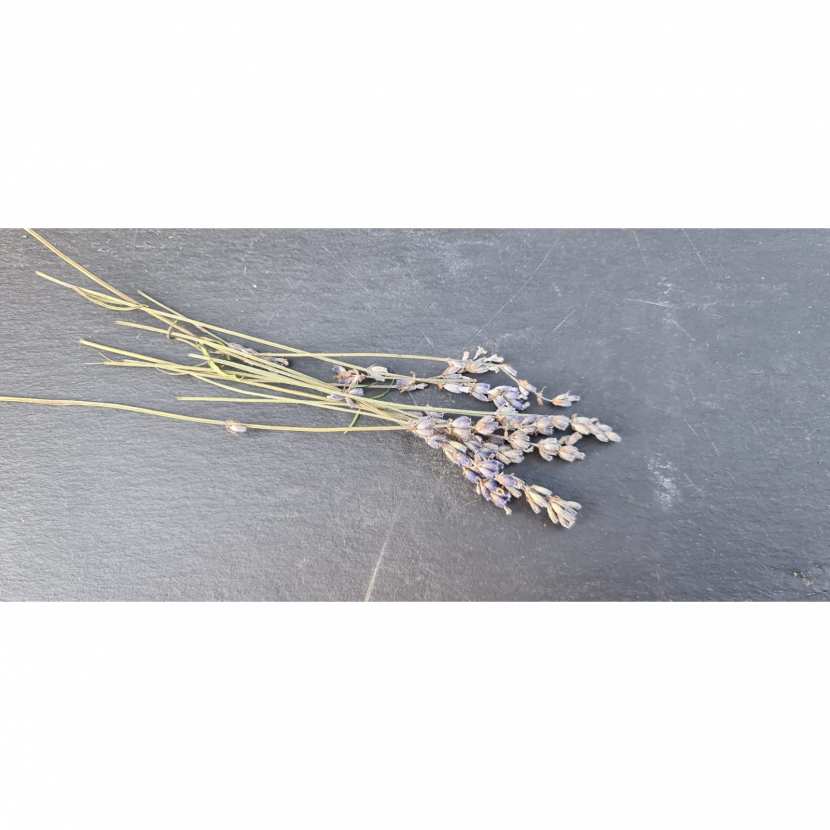 Dried Lavender Stem Bunch